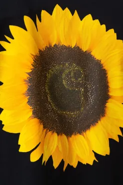 Clearance Koszulka Sunflower T-shirty